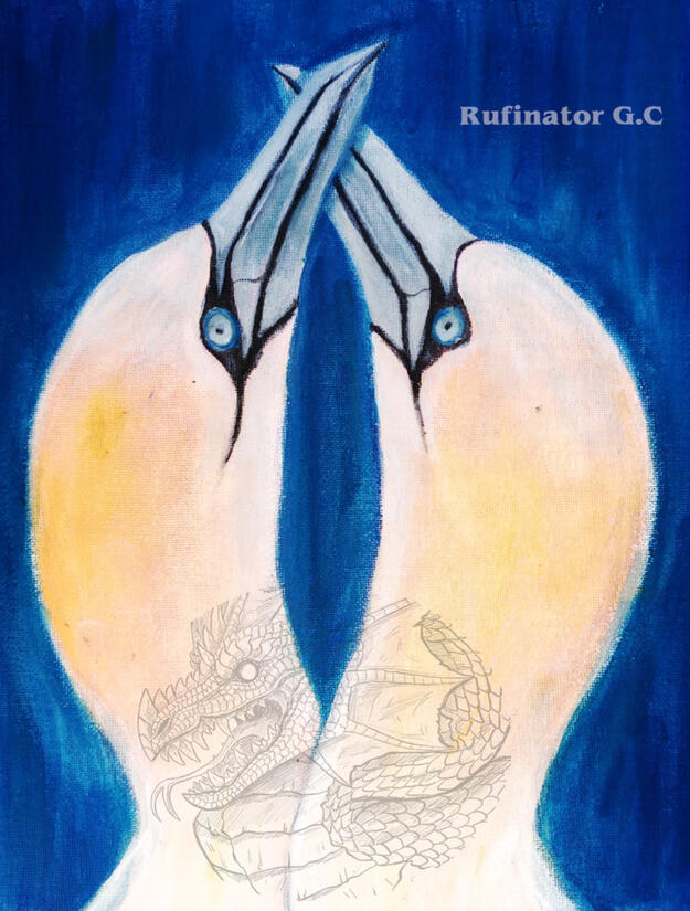 Gannets courting Gannets courting